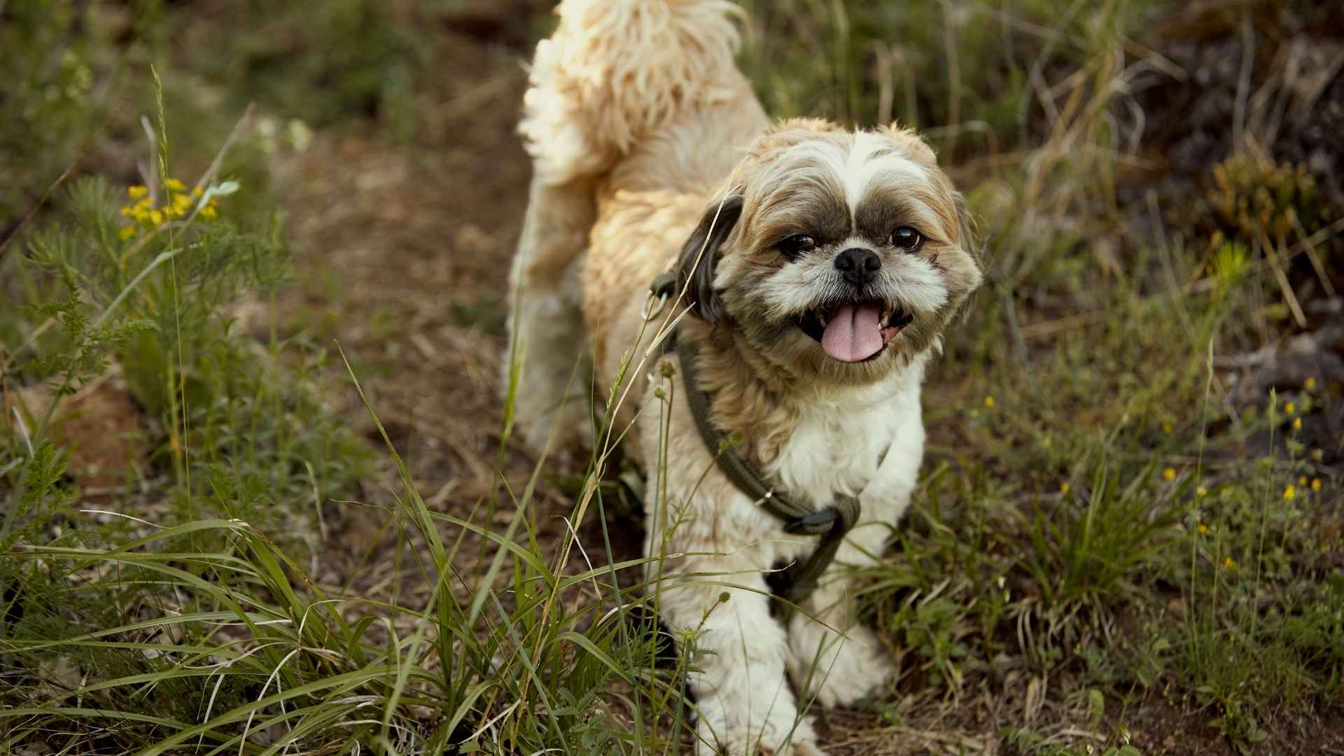 shih tzu